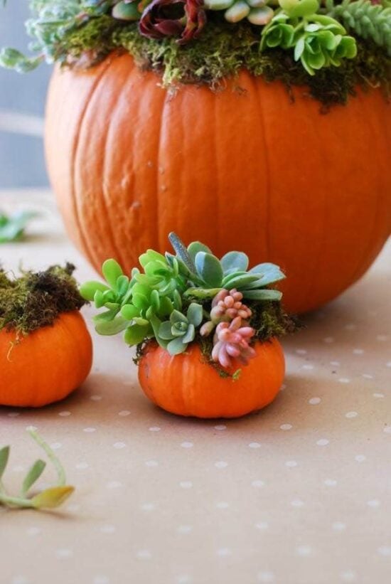 Decorating with Pumpkins & Gourds for Fall • The Budget Decorator