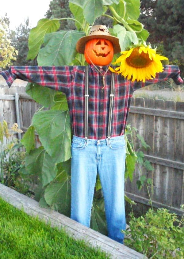DIY scarecrow with a pumpkin head, plaid shirt, jeans, and straw hat standing in a garden.