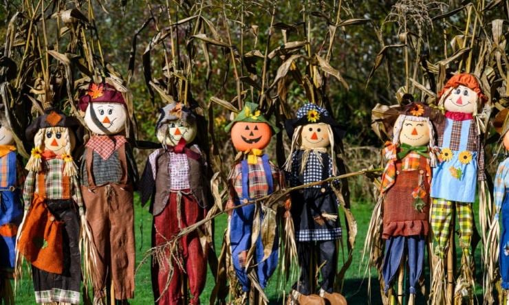 Group of colorful homemade scarecrows in different outfits displayed in front of dried corn stalks.